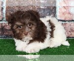 Small #1 Havanese