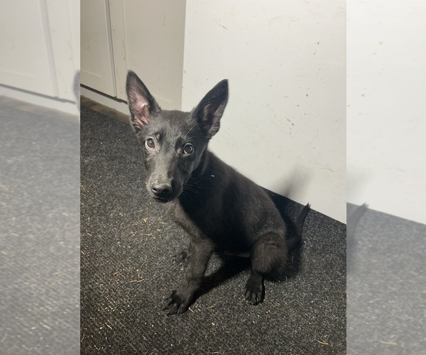 Medium Photo #1 German Malinois Puppy For Sale in LACEY, WA, USA