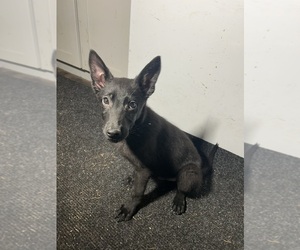 German Malinois Puppy for sale in LACEY, WA, USA