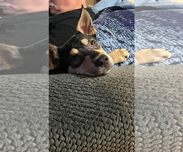 Medium Photo #25 Mutt Puppy For Sale in Germantown, OH, USA