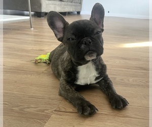 French Bulldog Puppy for sale in RIVERSIDE, CA, USA