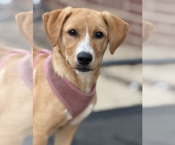 Medium Photo #1 Labralas Puppy For Sale in Attalka, AL, USA