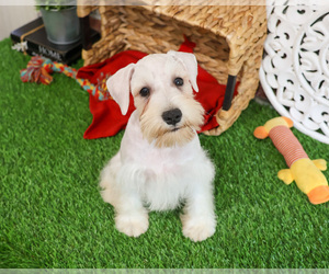 Schnauzer (Miniature) Puppy for sale in SYRACUSE, IN, USA