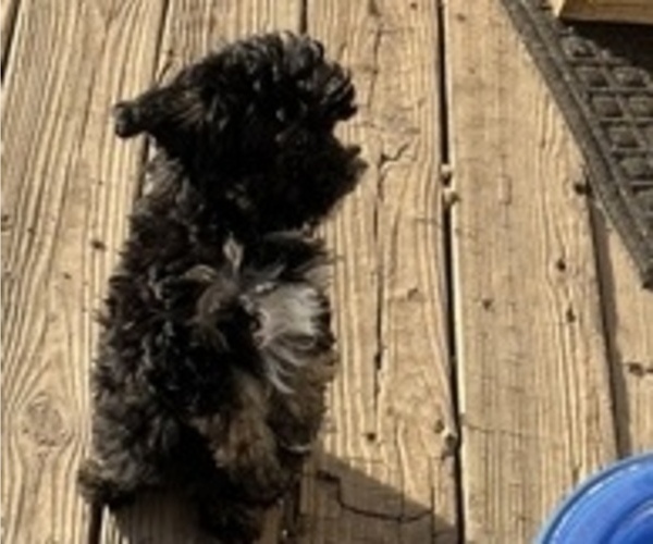 Medium Photo #7 Poodle (Toy)-ShihPoo Mix Puppy For Sale in MUNDELEIN, IL, USA