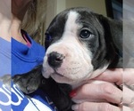 Small Photo #3 American Bully Puppy For Sale in WILLIAMSVILLE, IL, USA