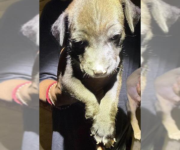 Medium Photo #1 Labrador Retriever-Unknown Mix Puppy For Sale in San Antonio, TX, USA