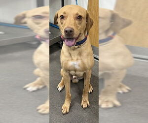 Medium Labrador Retriever
