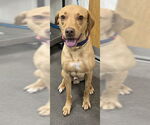 Small Labrador Retriever