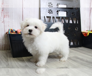 Havamalt Puppy for sale in MARIETTA, GA, USA