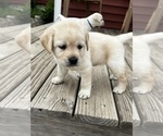 Small Photo #10 Labrador Retriever Puppy For Sale in BIRNAMWOOD, WI, USA