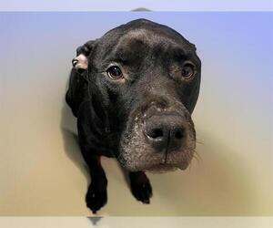 American Pit Bull Terrier Dogs for adoption in Tulsa, OK, USA