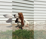 Small Photo #1 Basset Hound Puppy For Sale in VERNON ROCKVILLE, CT, USA
