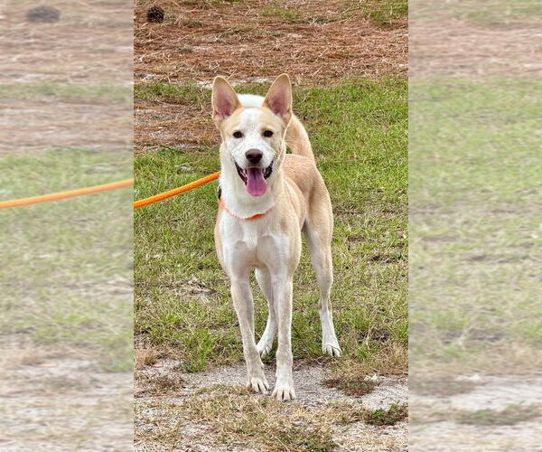 Medium Photo #3 Mutt Puppy For Sale in Canton, CT, USA