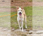 Small #2 Mutt