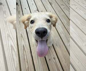 Retriever -Unknown Mix Dogs for adoption in Greenville, SC, USA