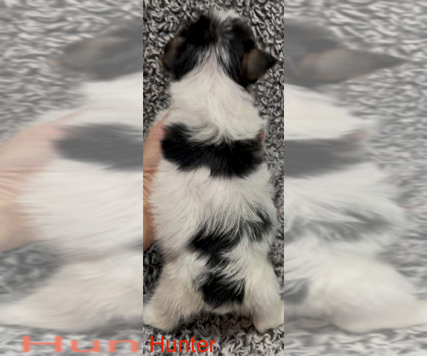 Medium Photo #5 Biewer Terrier Puppy For Sale in AZLE, TX, USA