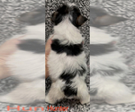 Small #4 Biewer Terrier