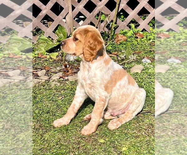 Medium Photo #5 Brittany Puppy For Sale in BERKSHIRE, NY, USA