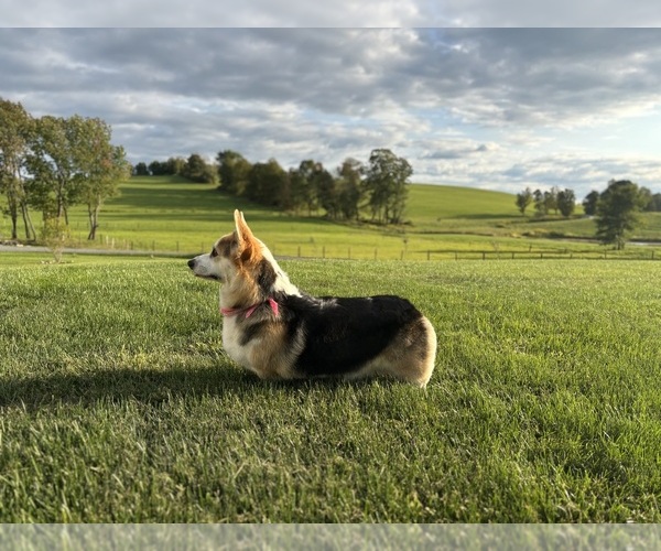 Medium Photo #8 Pembroke Welsh Corgi Puppy For Sale in COBLESKILL, NY, USA
