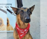 Small #9 German Shepherd Dog Mix