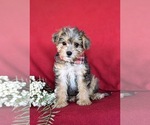 Small Poodle (Miniature)-Shorkie Tzu Mix