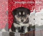 Small Photo #1 Goberian Puppy For Sale in SHILOH, OH, USA