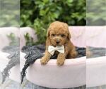 Small #3 Poodle (Toy)