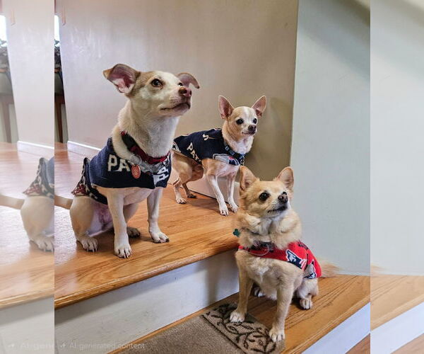 Medium Photo #3 Chiweenie Puppy For Sale in Wakefield, RI, USA