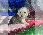 Small #19 YorkiePoo