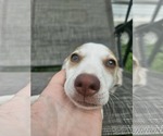 Small #7 Chiweenie