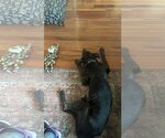 Small Photo #7 Dutch Shepherd -Labrador Retriever Mix Puppy For Sale in Fort Myers, FL, USA