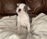 Puppy 4 Boston Terrier