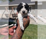 Small #2 Bernedoodle-Cavapoo (Miniature) Mix