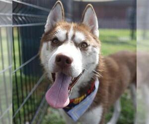 Siberian Husky Dogs for adoption in San Antonio, TX, USA