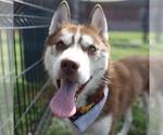Small Siberian Husky