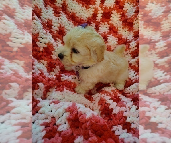 Medium Photo #6 Maltipoo (Miniature) Puppy For Sale in SAN ANTONIO, TX, USA