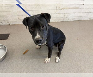 Mutt Dogs for adoption in San Bernardino, CA, USA