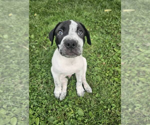 Medium Photo #2 Mutt Puppy For Sale in Waterloo, IA, USA