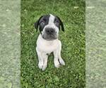 Small #1 Mutt