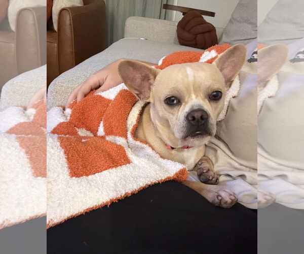 Medium Photo #2 French Bulldog-Unknown Mix Puppy For Sale in Aurora, CO, USA