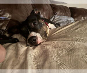 SADIE - Female Mutt Dog for Adoption - Photo #8