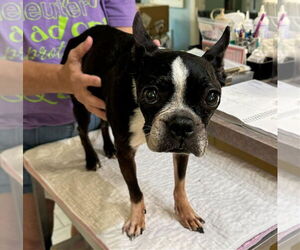 Boston Terrier Dogs for adoption in Benton, LA, USA