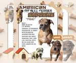 Puppy Surpreme American Pit Bull Terrier