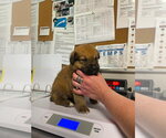 Small #2 Great Pyrenees-Mastiff Mix