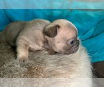 Small #1 French Bulldog