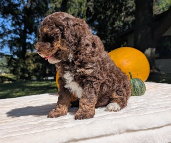 Medium Photo #12 Miniature Bernedoodle Puppy For Sale in GOSHEN, IN, USA