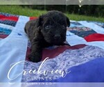 Small Photo #13 Schnoodle (Miniature) Puppy For Sale in NIANGUA, MO, USA