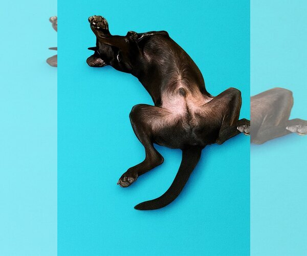 Medium Photo #10 Chocolate Labrador retriever-Labrador Retriever Mix Puppy For Sale in Houston, TX, USA