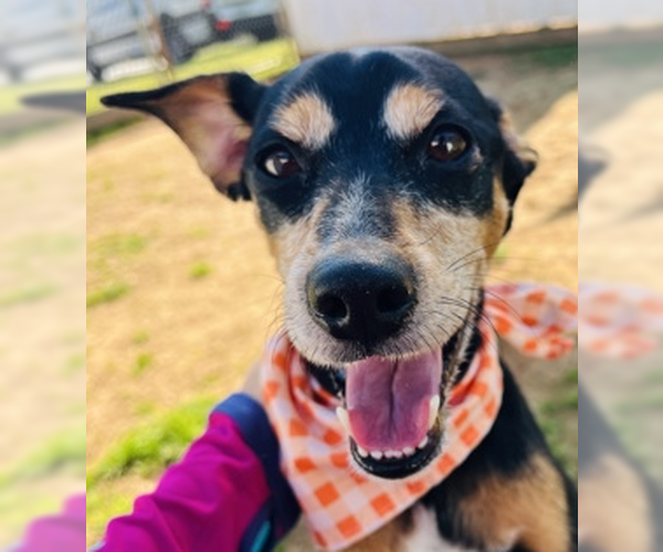 Medium Photo #2 American Rat Pinscher Puppy For Sale in Newfoundland, PA, USA