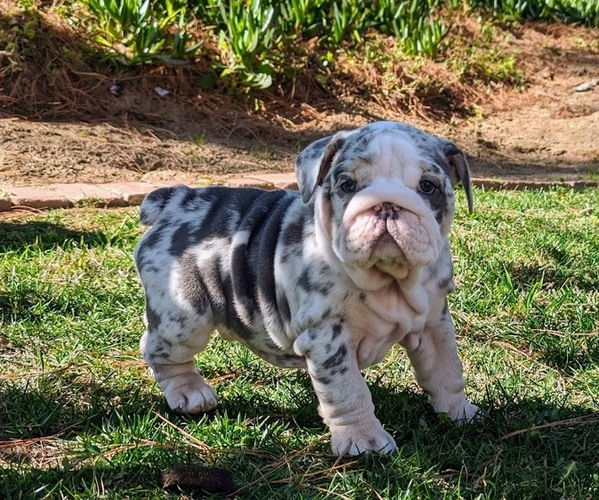 Medium Photo #4 English Bulldog Puppy For Sale in RIVERSIDE, CA, USA